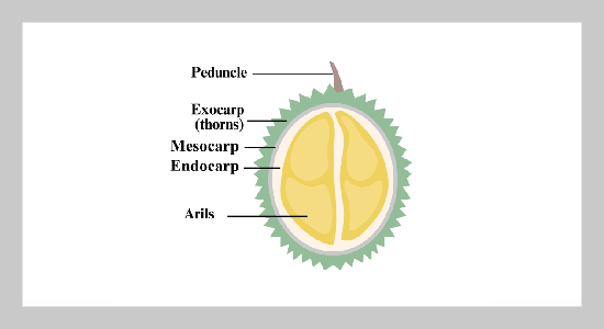 Optimization of Ultrasound-Assisted Pectin Extraction from Durian Rind