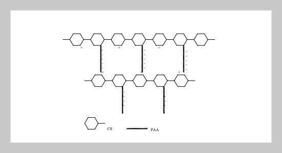 Studies on the Degradation Behavior of Chitosan-g-Poly (acrylic acid) Copolymers 